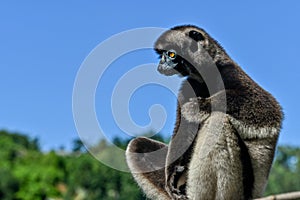 Crowned sifaka lemur Propithecus coronatus â€“ portrait, , Madagascar nature