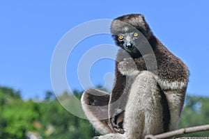 Crowned sifaka lemur Propithecus coronatus â€“ portrait, , Madagascar nature