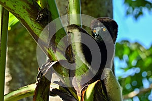 Crowned sifaka lemur Propithecus coronatus â€“ portrait, , Madagascar nature