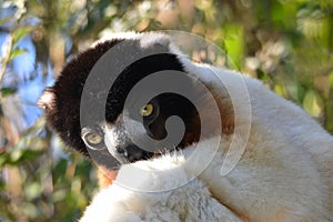 A crowned sifaka profile with beautiful eyes