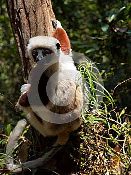 The Crowned Sifaka, Propithecus coquereli, sitting on a tree. Réserve Peyrieras Madagascar Exotic