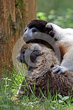 crowned sifaka and Lac Alaotra bamboo lemur photo