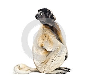 Crowned Sifaka sitting against white background