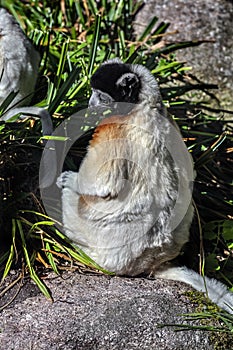 Crowned sifaka on the stone 2