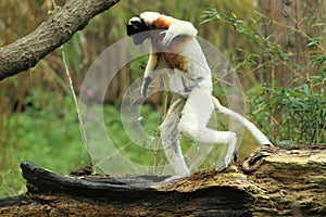 Crowned sifaka