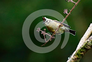 Crowned thrush bird Yuhina brunneiceps