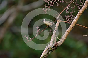 Crowned thrush bird Yuhina brunneiceps