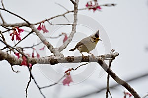 Crowned thrush bird Yuhina brunneiceps