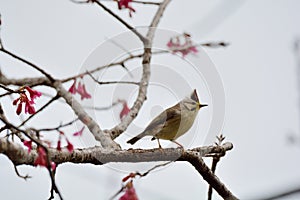 Crowned thrush bird Yuhina brunneiceps