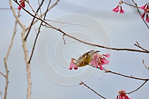 Crowned thrush bird Yuhina brunneiceps