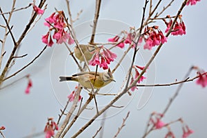 Crowned thrush bird Yuhina brunneiceps