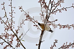 Crowned thrush bird Yuhina brunneiceps