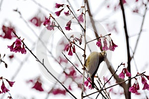 Crowned thrush bird Yuhina brunneiceps