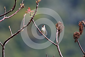 Crowned thrush bird Yuhina brunneiceps