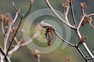 Crowned thrush bird Yuhina brunneiceps