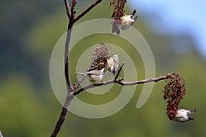 Crowned thrush bird Yuhina brunneiceps