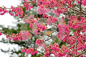 Crowned thrush bird Yuhina brunneiceps