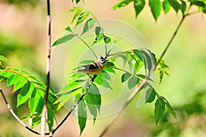 Crowned thrush bird Yuhina brunneiceps