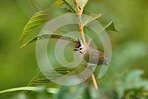 Crowned thrush bird Yuhina brunneiceps