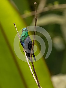 Crowned Woodnymph Hummingbird in Ecuador