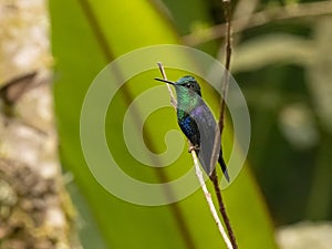 Crowned Woodnymph Hummingbird in Ecuador