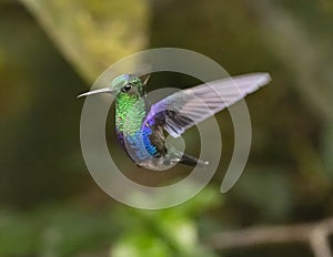 Crowned Woodnymph Hummingbird in Ecuador