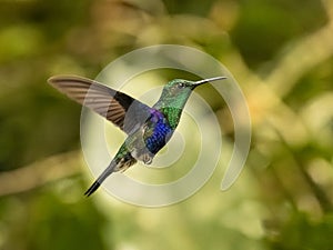 Crowned Woodnymph Hummingbird in Ecuador