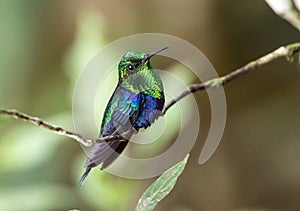 Crowned Woodnymph Hummingbird Thalurania fanni