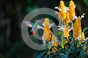 Crowned woodnymph (Thalurania colombica) female hummingbird. Minca Sierra Nevada de Santa Marta. Wildlife birdwatching in Colombia