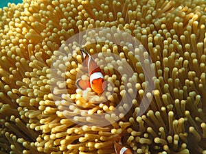 Crownfish or Anemonefish, well known as Nemo, in Sea Anemone