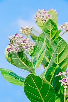 Crownflower with green leaf