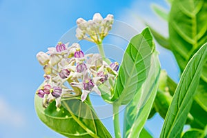 Crownflower with green leaf