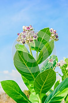 Crownflower with green leaf