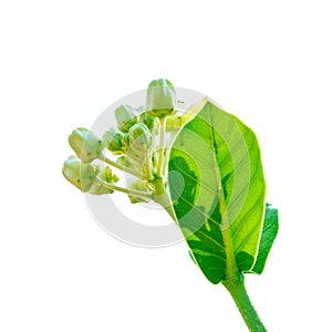 Crownflower with green leaf isolated on white background