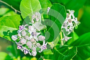 Crownflower with green leaf