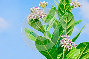 Crownflower with green leaf