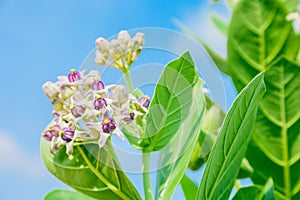Crownflower with green leaf
