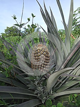 crownless pineapple