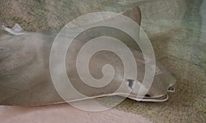 Crownose stingray Rhinoptera bonasus sifts sand