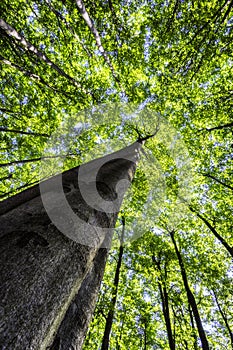 Crowns of beech trees with leaves