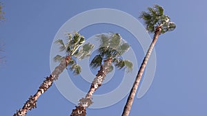 Crowns of palm trees on blue sky background.