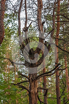 Crowns in a pine forest