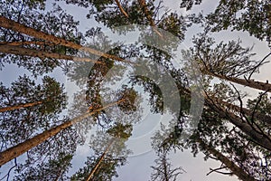 Crowns in a pine forest