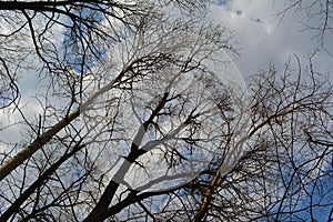 Crowns of tall bare trees against a backdrop of sunlit clouds against a blue sky. Premonition of spring