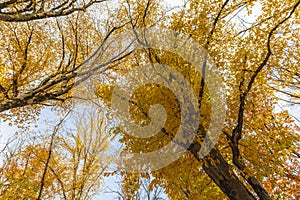 Crowns of trees in the autumn forest