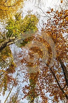 Crowns of trees in the autumn forest