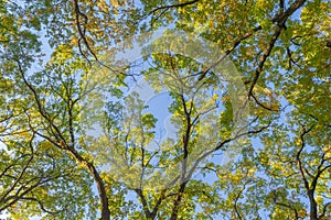 Crowns of trees in the autumn forest. Autumn background. Autumn landscape