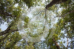 Crowns of trees, old high poplars