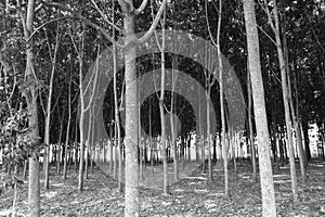 Crowns of trees and sky, black and white photography