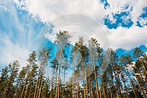 Crowns Treetops Of Tall Thin Slender Evergreen Pines Under Cloud